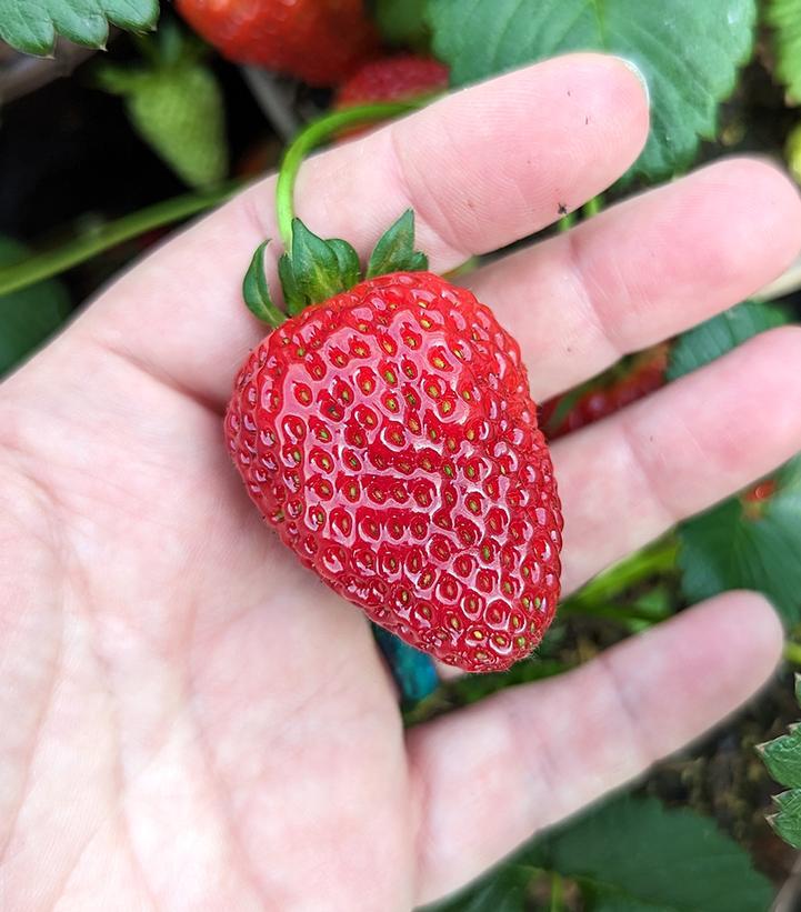 1G Strawberry 'Sweet Kiss' ('Buddy') Sweet Kiss Strawberry: Patent PP24,512 GG (Everbearing) 1008423