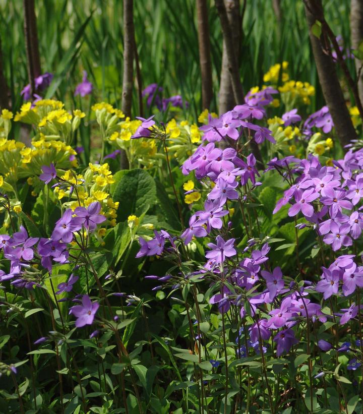 1G Phlox stolonifera 'Sherwood Purple' Sherwood Purple Creeping Phlox 1004036