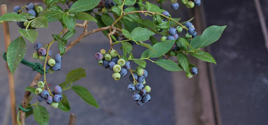 3G Vaccinium Corymbosum 'Patriot' Blueberry Bush 1001365