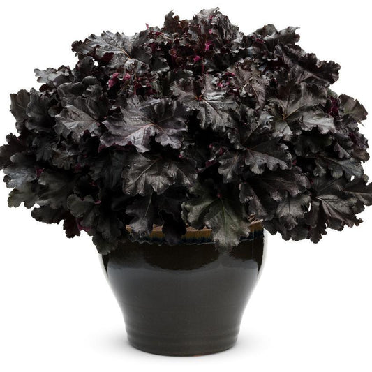 1G Heuchera hybrid Primo® 'Black Pearl' Primo® Black Pearl Coral Bells: Patent PPAF 1008864