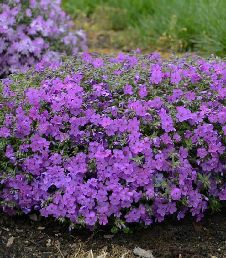 1G Phlox 'Purple Sprite' Purple Sprite Hybrid Spring Phlox: Patent PPAF 1012355