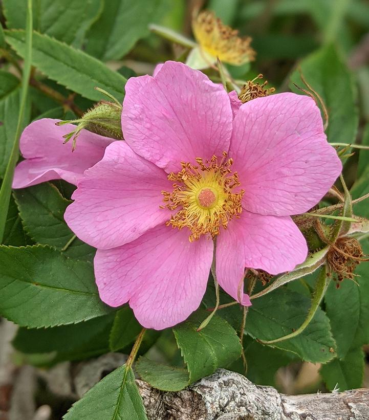 2G Rosa palustris Swamp Rose 1003309