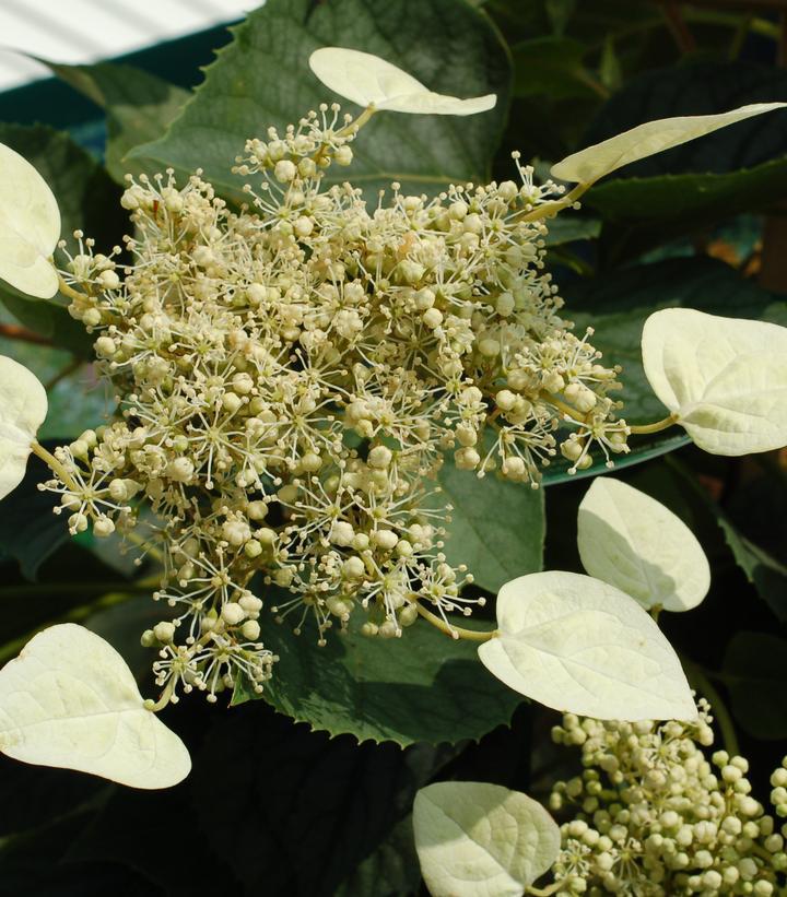 Schizophragma hyd. 'Moonlight' Moonlight False Climbing Hydrangea