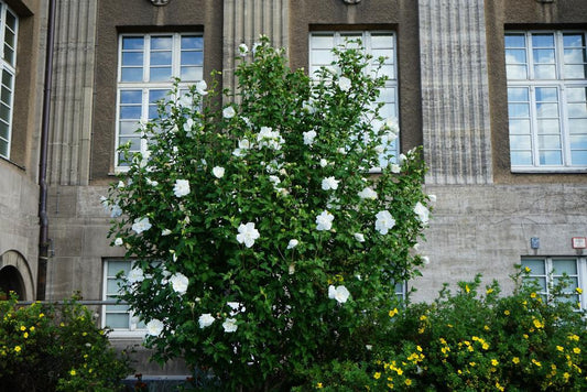 3G Hibiscus syriacus 'White Chiffon' ('Notwoodtwo') White Chiffon® Rose of Sharon: Patent PP12612