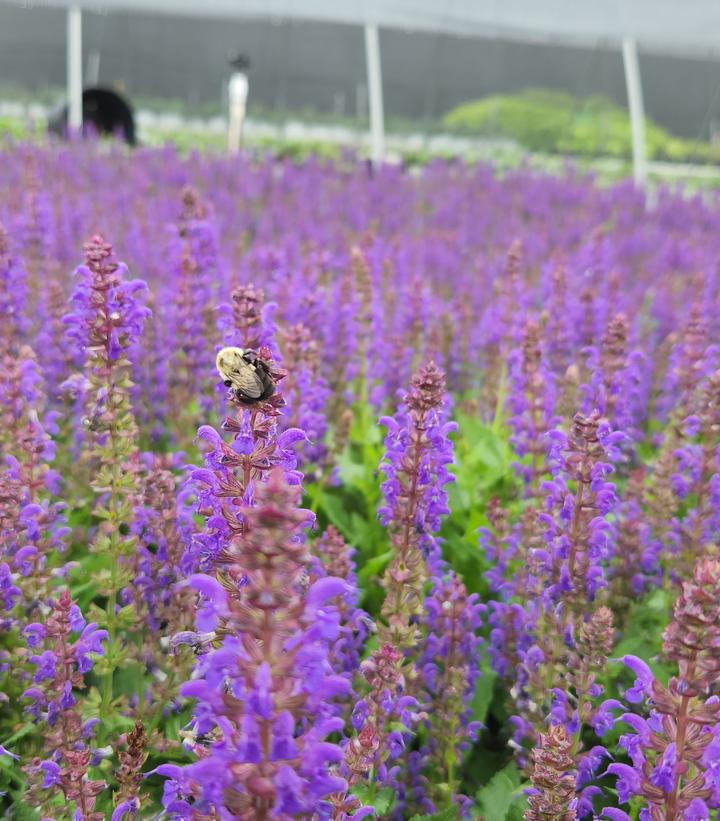 8" PT Salvia nemerosa Sallyrosa™ 'April Night' April Night Meadow Sage 1008887