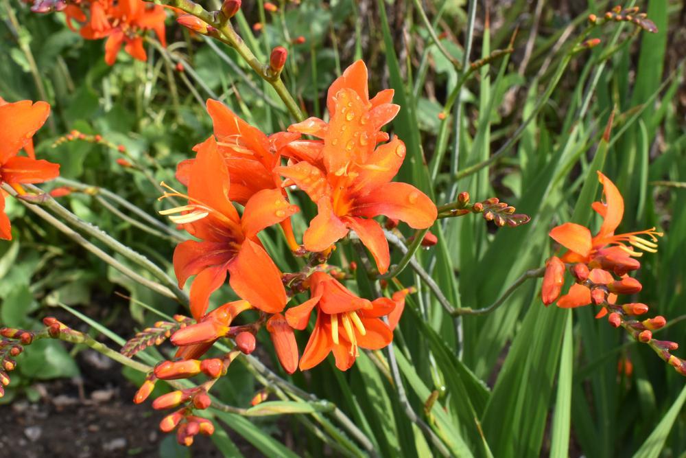 2G Crocosmia 'Prince of Orange' Prince of Orange Montbretia 1010580