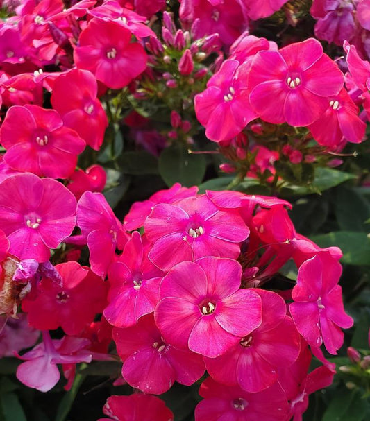 2G Phlox Volcano® 'Lipstick' Volcano® Lipstick Garden Phlox 1013106