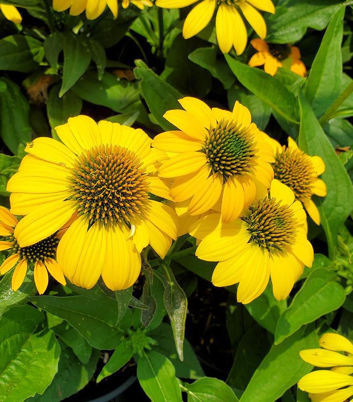 1G Echinacea Artisan™ 'Yellow Ombre' ('PAS1303304') Artisan™ Yellow Ombre Coneflower 1014985