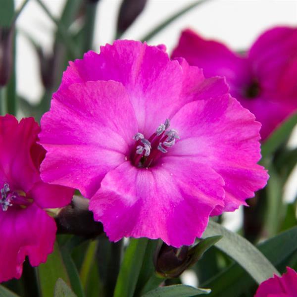 4.5" - Dianthus - Scully