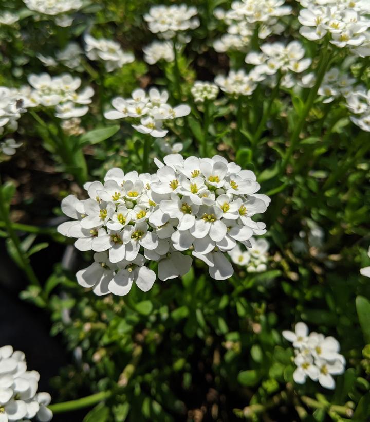 1G Iberis sempervirens 'Alexander's White' Alexander's White Candytuft 1000381