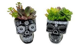 3.5" Gothic Skull Planter w/succulents