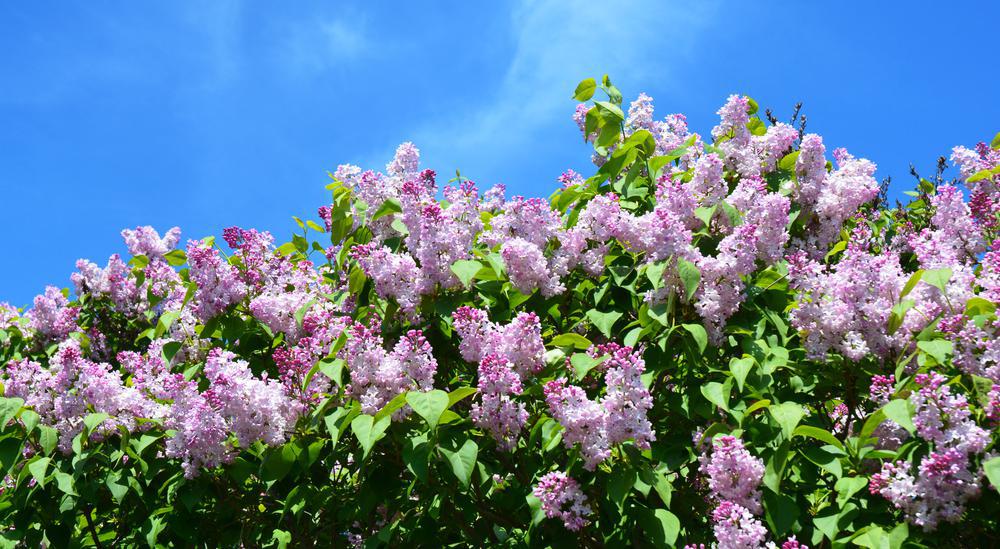 3G Syringa X hyacinthiflora Maidens Blush Maidens Blush Lilac 1006555