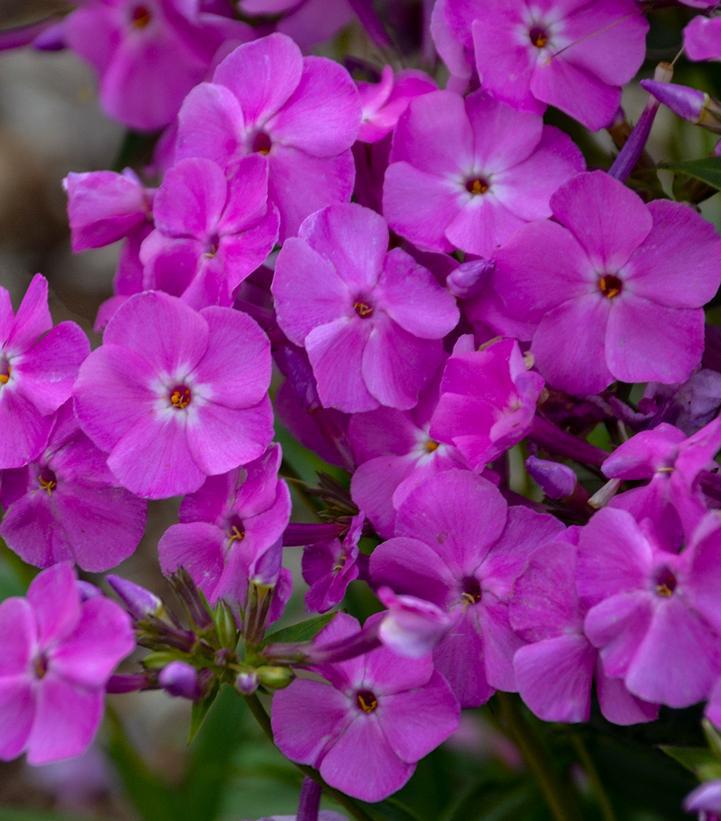 8" Phlox x 'Baby Doll Pink' Baby Doll Pink Garden Phlox 1010987