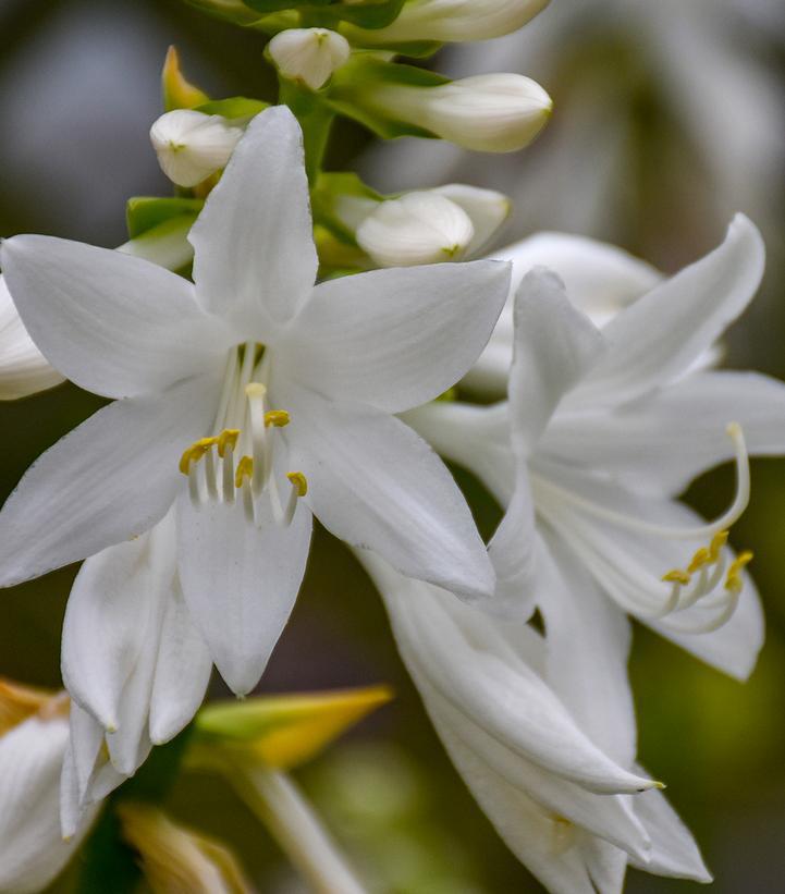 1G Hosta 'Royal Crest' Royal Crest Plantain Lily: Patent PP32,067 1013007