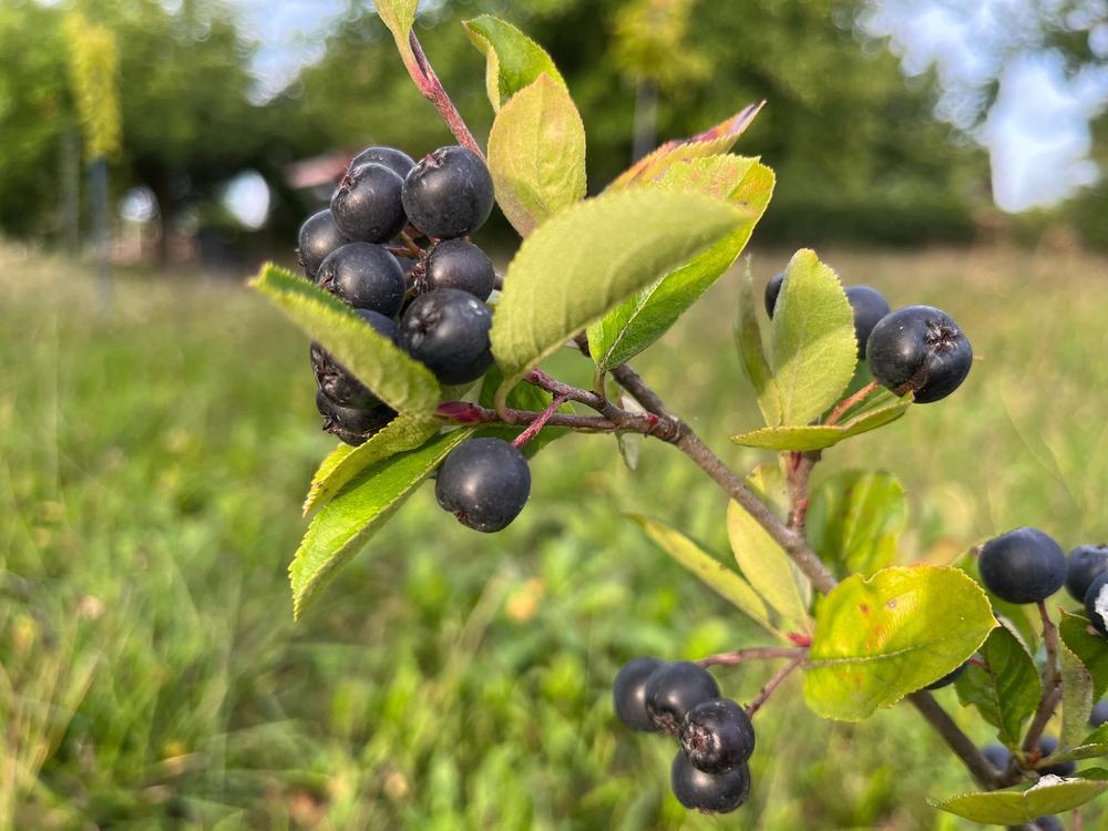 #3 Aronia melanocarpa 'Viking' Viking Black Chokeberry