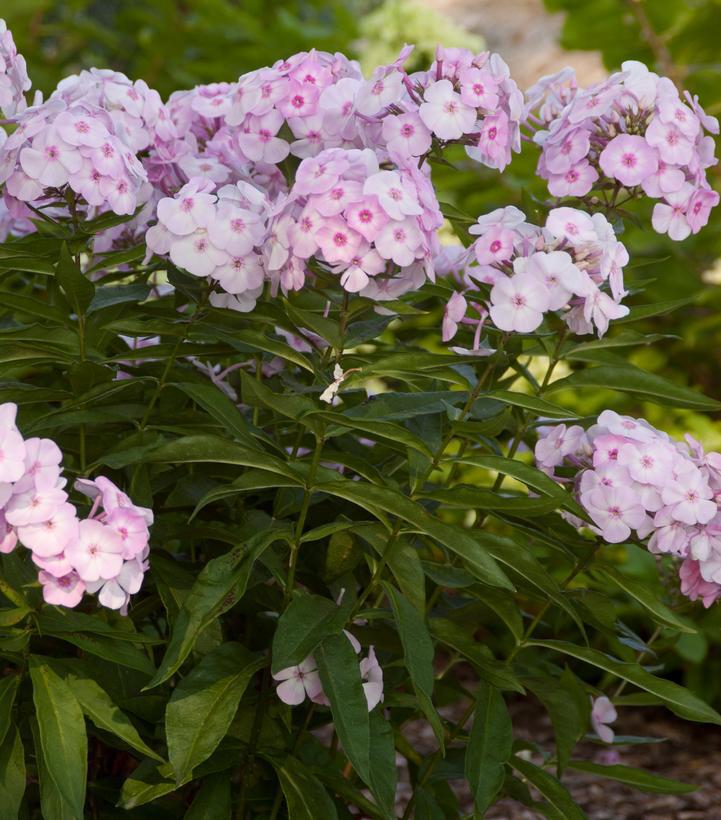 1G Phlox paniculata 'Cotton Candy' Cotton Candy™ Garden Phlox