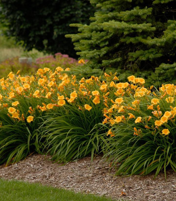 1G Hemerocallis Stella d'Oro Stella d'Oro Daylily (Yellow) 1000912