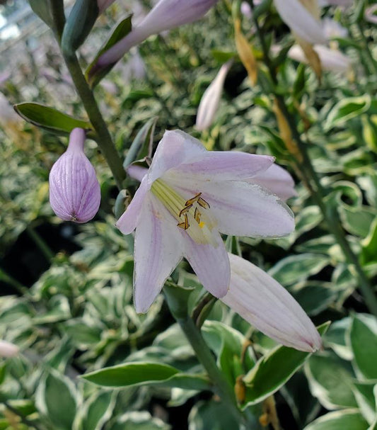 2G Hosta 'Patriot' Patriot Hosta 1001889