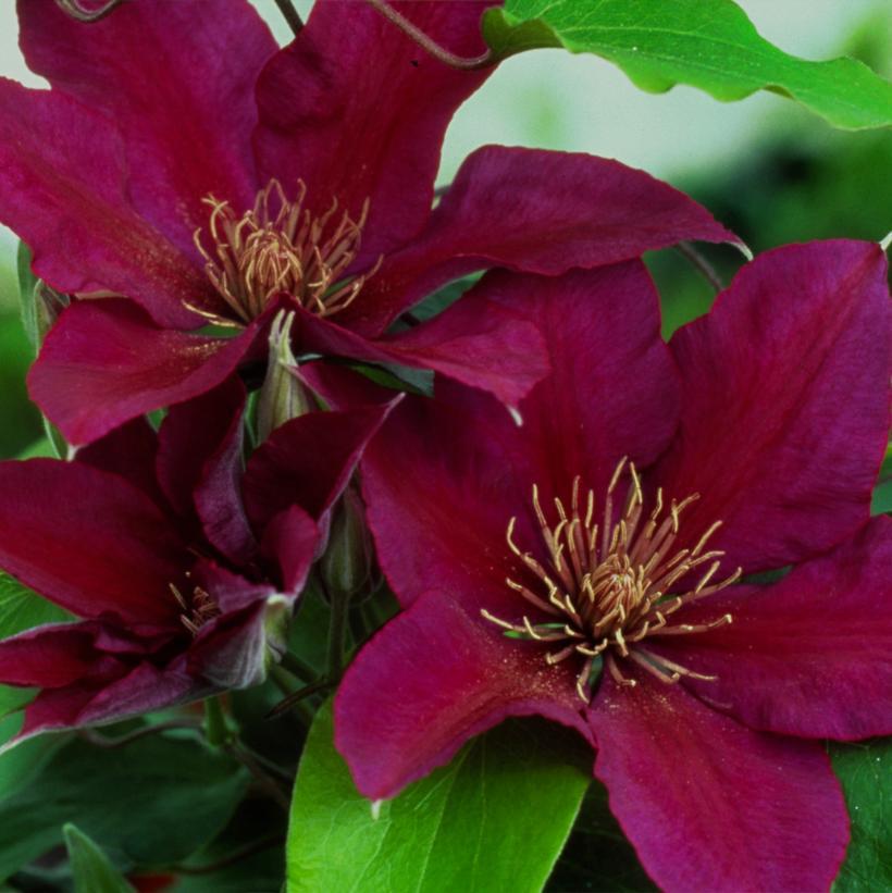 8" Clematis 'Picardy' ('Evipo024') Picardy™ Clematis 1007355