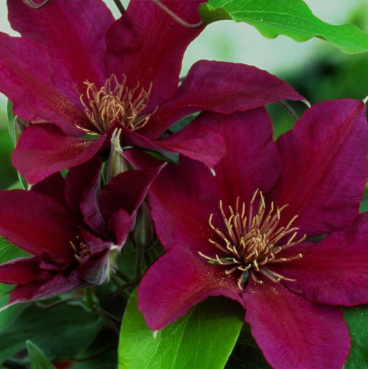 8" Clematis 'Picardy' ('Evipo024') Picardy™ Clematis 1007355