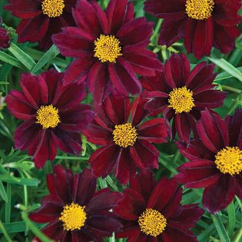 2G Coreopsis Big Bang™ 'Mercury Rising' Mercury Rising Tickseed: Patent PPAF 1005976