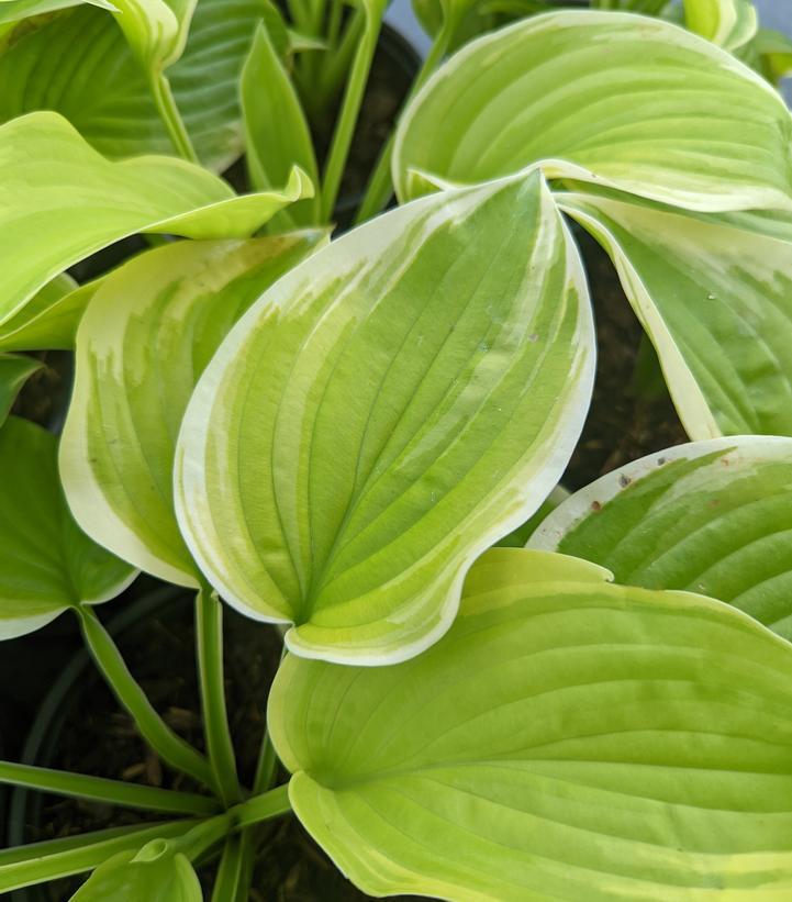 1G Hosta 'Fragrant Bouquet' Fragrant Bouquet Hosta 1002349