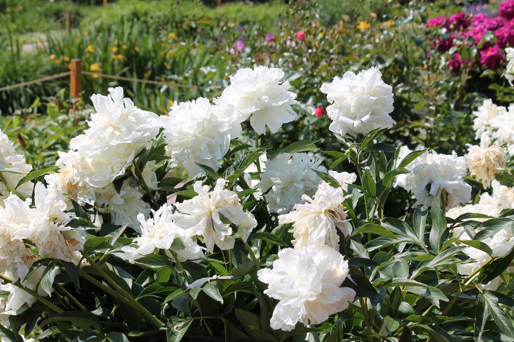 3G Paeonia 'Duchesse De Nemours' Duchesse de Nemours Peony (Double White) 1004070 DISSVF