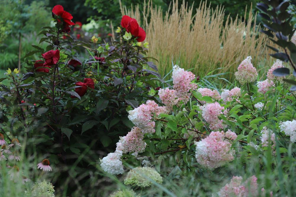 5G Hydrangea pan. 'Strawberry Sundae' ('Rensun') Strawberrry Sundae® Hydrangea: Patent PP25438 1007939