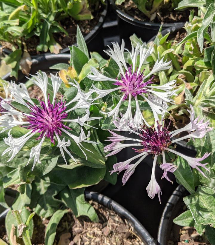 1G Centaurea Amethyst In Snow Amethyst in Snow Bachelors Button: Patent PP18,284 1003442