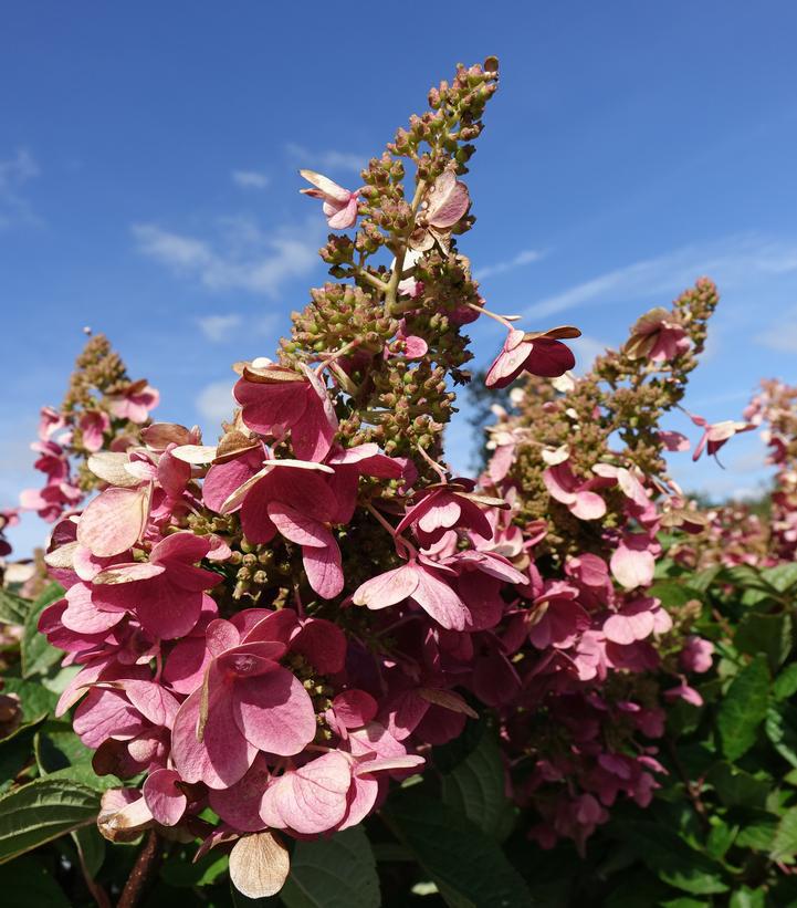 7G Hydrangea pan. 'Pinky Winky' ('DVPPINKY') Pinky Winky® Panicle Hydrangea: Patent PP16166 Treeform Panicled 1005259