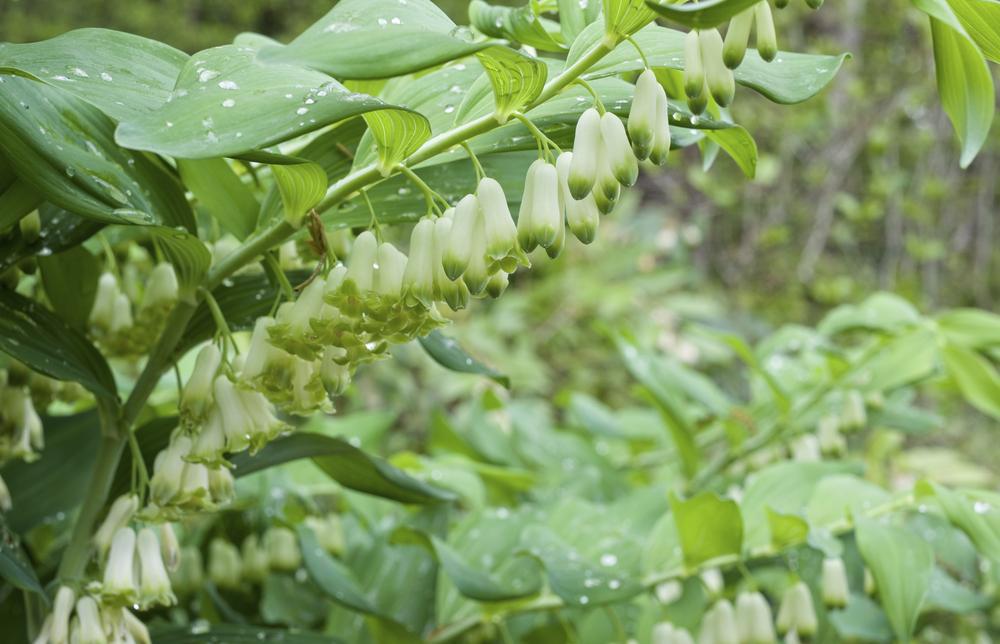 1G Polygonatum biflorum 'Commutatum' Giant Soloman's Seal 1012867