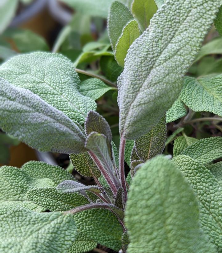 1G SALVIA OFFICINALIS 'Purpurescens' Purple Sage 1000747