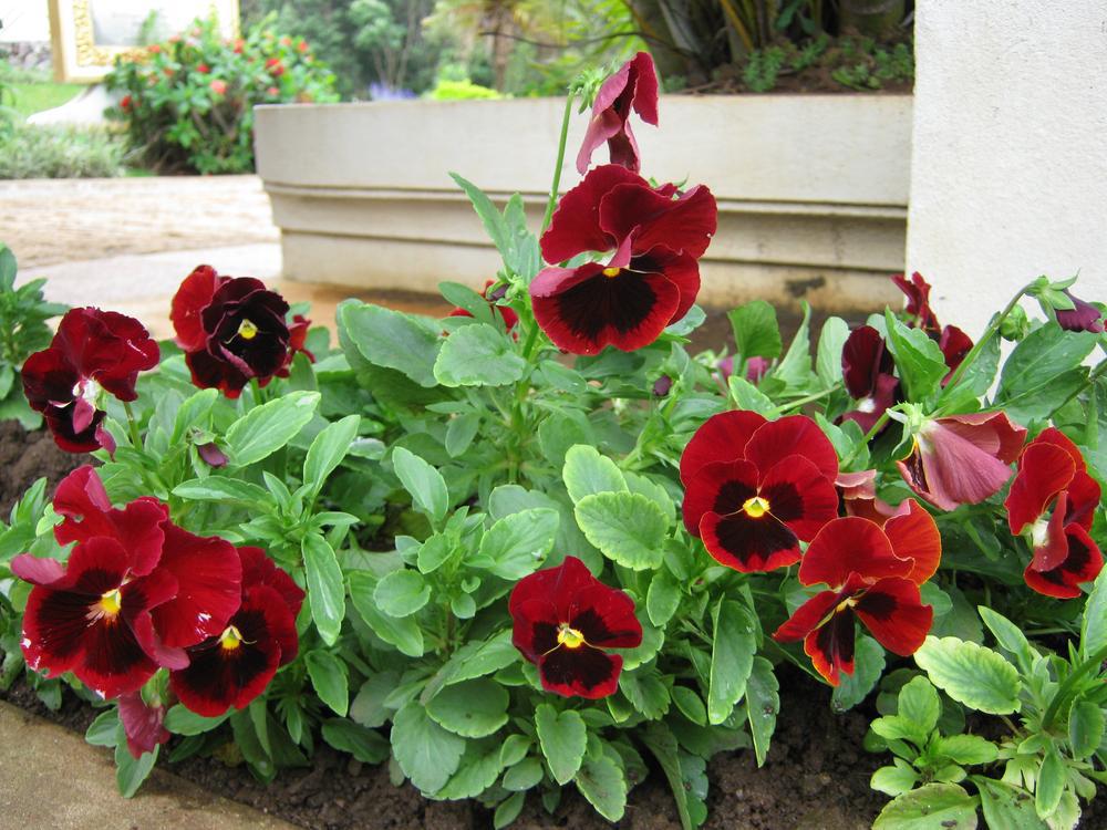 1G Viola Penny™ 'Red Blotch' Red Blotch Pansy 1008115