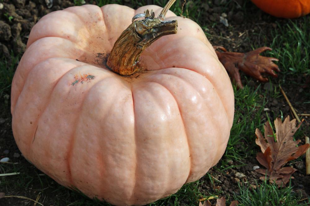 Pumpkin - Pink Porcelain by the lb