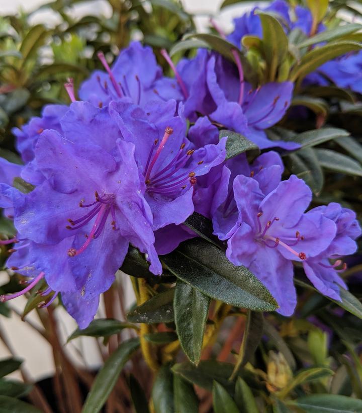 3G Rhododendron X 'Blue Baron' Blue Baron Rhododendron (Purple Flower) 1002296