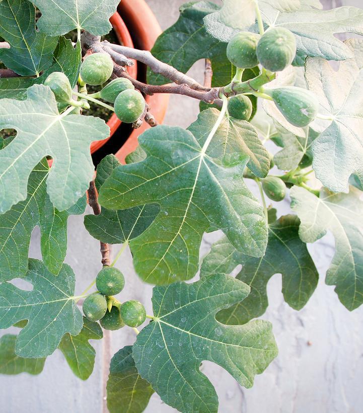 2G FICUS CARICA `FIGNOMINAL` ('PT-DF-14') Fignomenal Fig: Patent PPAF 1015002