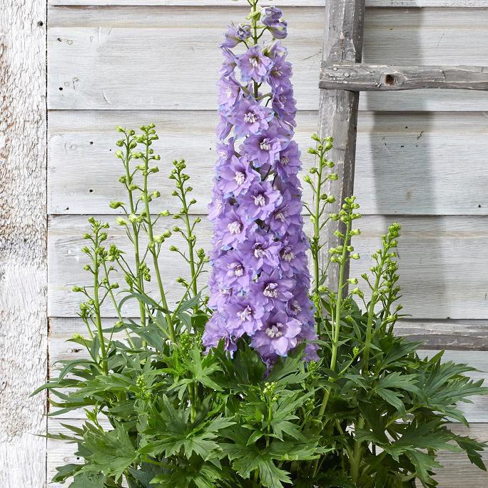 8" Delphinium Delgenius™ 'Shelby' Shelby Bee Delphinium 1012854