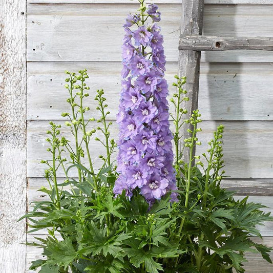 8" Delphinium Delgenius™ 'Shelby' Shelby Bee Delphinium 1012854