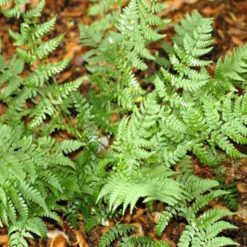 2G Dryopteris marginalis Leather Wood Fern (Fern, Leather Wood) 1003404