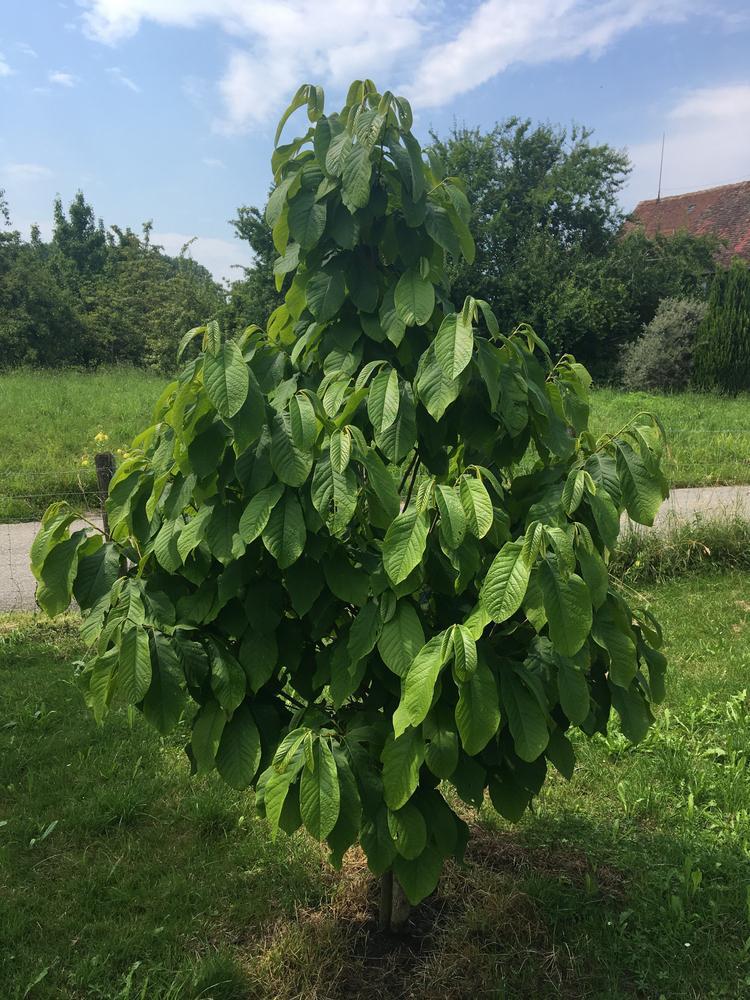 3G Asimina triloba Pawpaw Tree 1004511