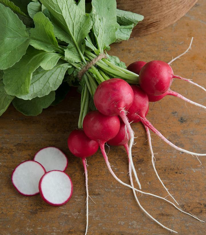 1G Radish 'Crunchy King' Crunchy King Radish 1013337