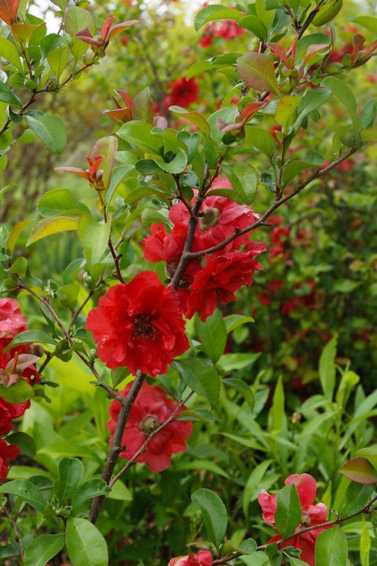 Chaenomeles speciosa 'Double Take Scarlet' ('Scarlet Storm') Double Take® Scarlet Quince: Patent PP20,951 1004551