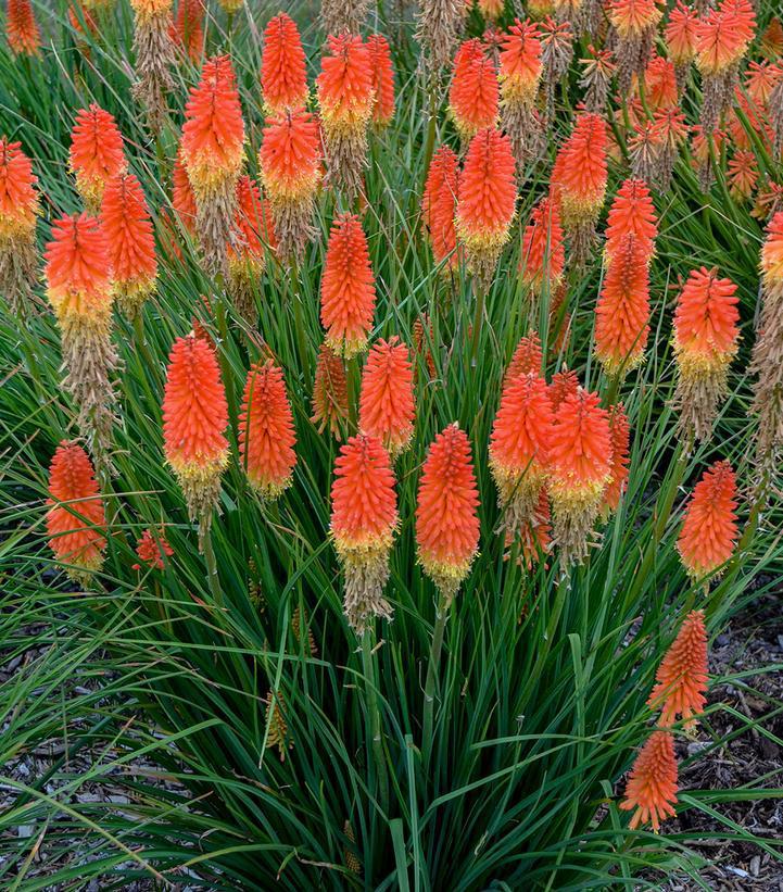 1G Kniphofia Pyromania 'Backdraft' Pyromania® Backdraft Red Hot Poker: Patent PPAF (Torch Lilly) 1010945