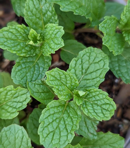 4" Mentha x. 'Mojito' Mojito Mint 1015224