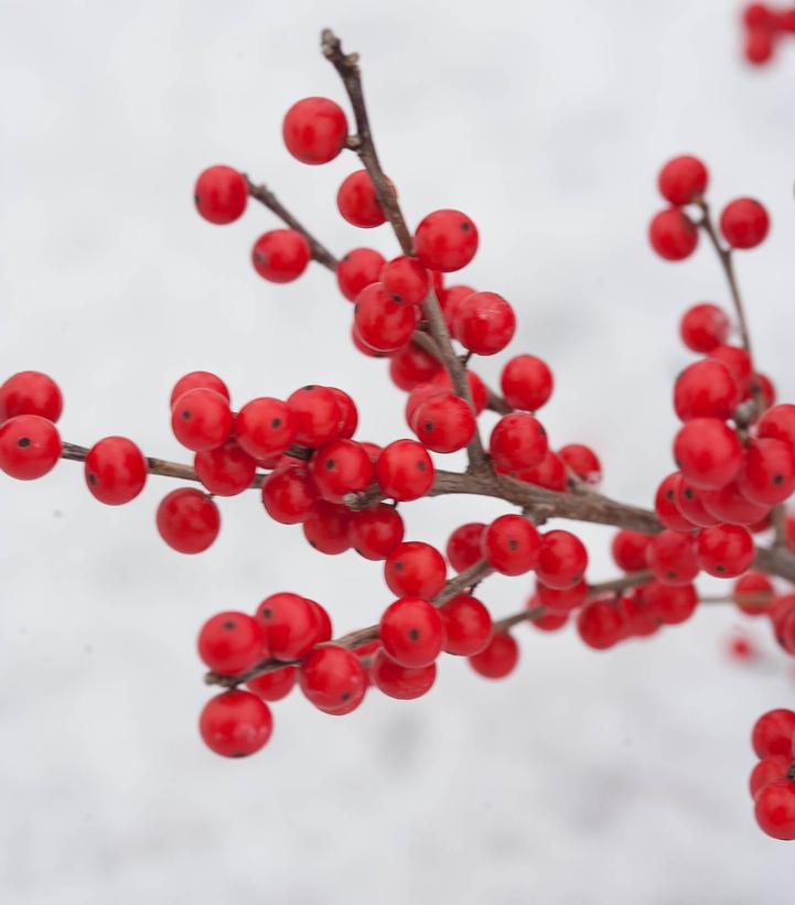 3G Ilex verticillata 'Berry Poppins' Berry Poppins® Winterberry: Patent PPAF