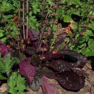 1G Salvia lyrata 'Purple Knockout' Purple Knockout Lyre Leaved Sage 1003344