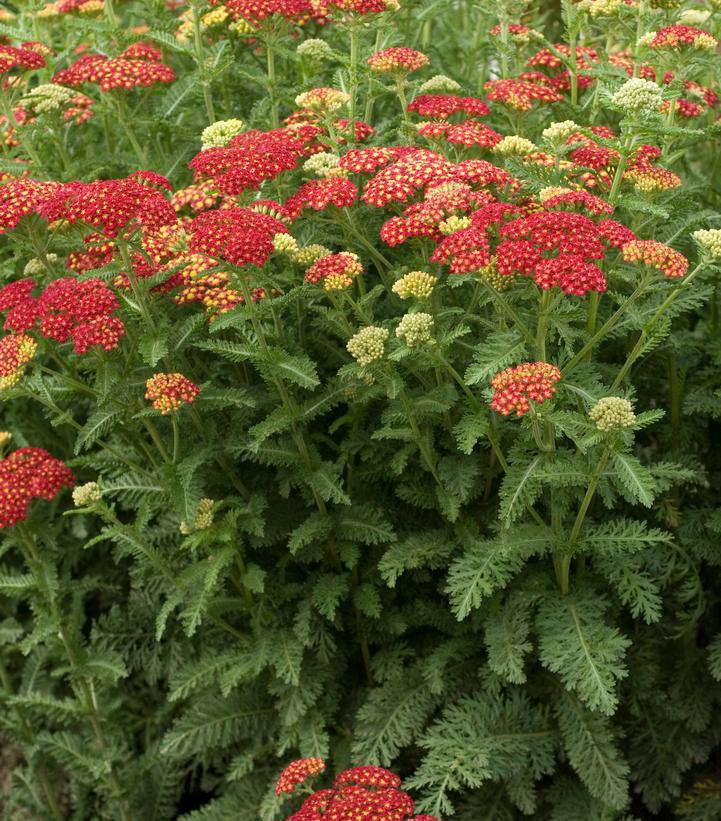 2G Achillea millefolium 'Strawberry Seduction' Strawberry Seduction Yarrow: Patent PP18,401 1006062