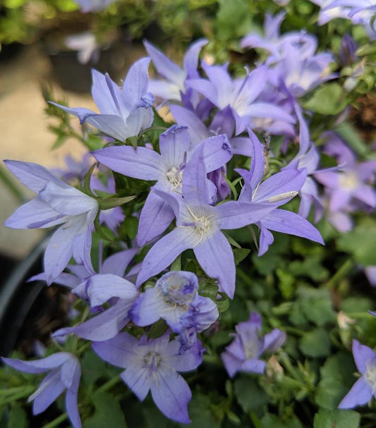 1G Campanula Poscharskyana Blue Waterfall - Serbian Bellflower - 1002193