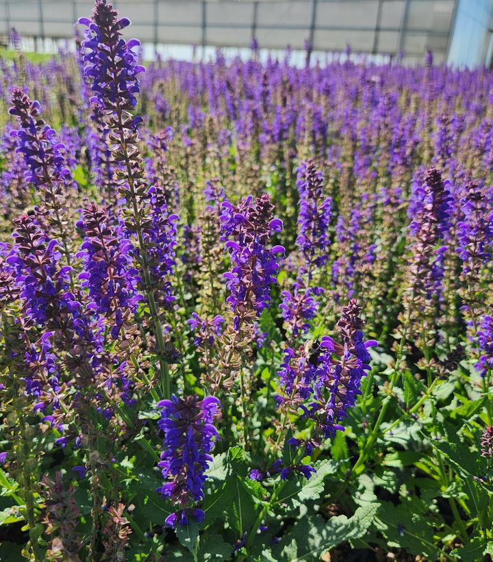 8" PT Salvia nemerosa Sallyrosa™ 'April Night' April Night Meadow Sage 1008887