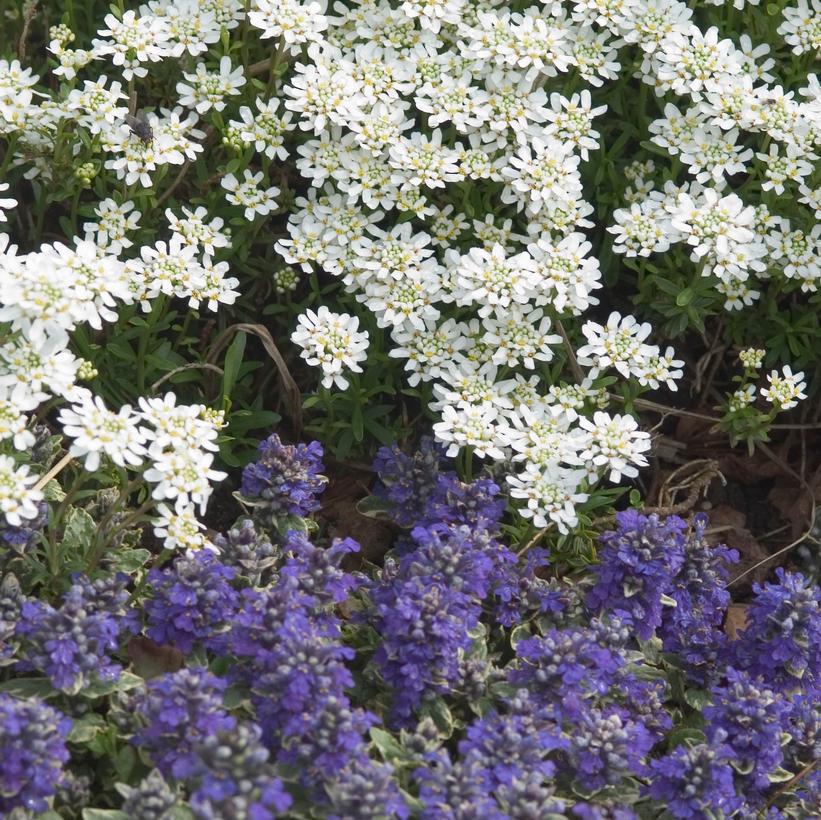 1G Iberis sempervirens 'Alexander's White' Alexander's White Candytuft 1000381